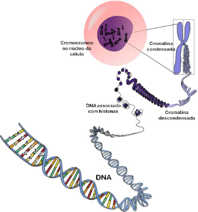Formation chromosomique