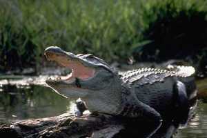Alligator (Family Alligatoridae)