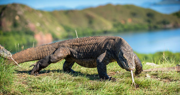 Komodo-draken är ett exempel på ett köttätande djur.