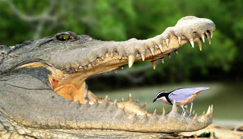 oiseau cure-dents et alligator