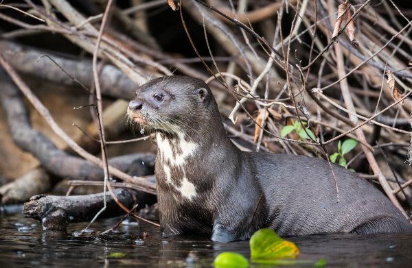 Note the light spot in the otter's neck region.