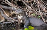 Otter: characteristics, behavior, habitat
