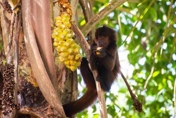 capuchin ape