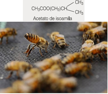Структура на феромоните за пчела