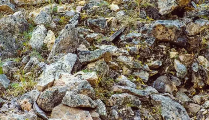 Can you see the animal that is hidden in this image? watch carefully