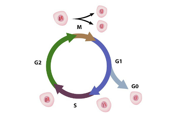 The cell cycle is made up of interphase and mitosis.