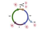 دورة الخلية: التعريف والمراحل والتحكم