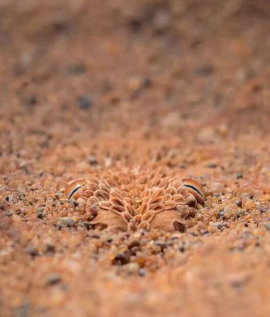 A photographer's keen eye reveals a horrific being hidden among grains of sand
