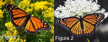 Фигура 1: пеперуда монарх; Фигура 2: пеперуда на вицекрал