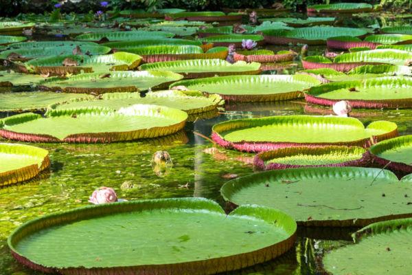 The water lily is a symbol of the Amazon biome and is found in the igapó forests.
