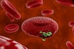 マラリア：それは何ですか、伝染、症状、予防方法