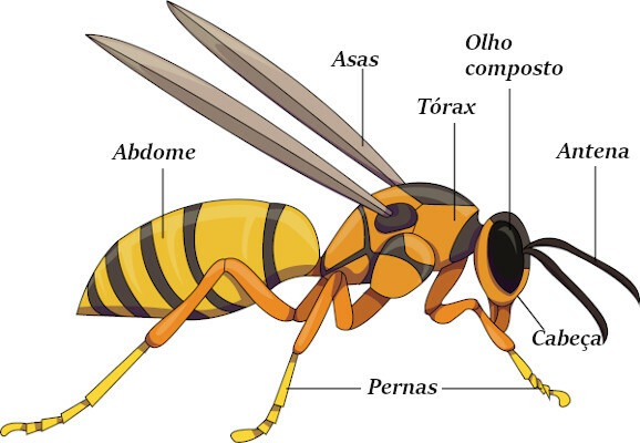 Look at the main parts of the bees' body.