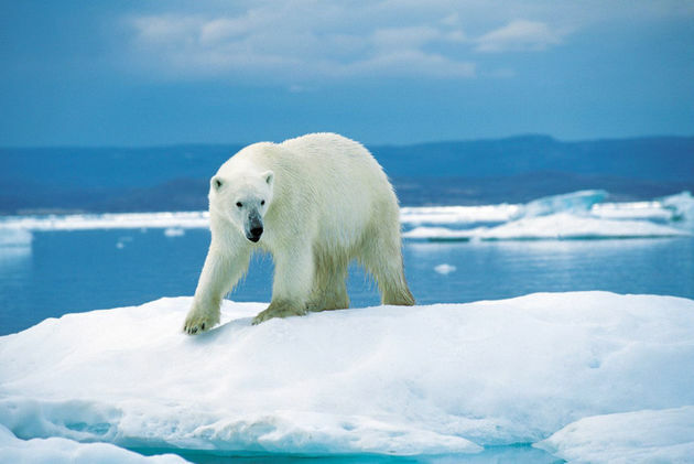 habitat dell'orso polare