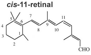 cis-retinaal molecuul