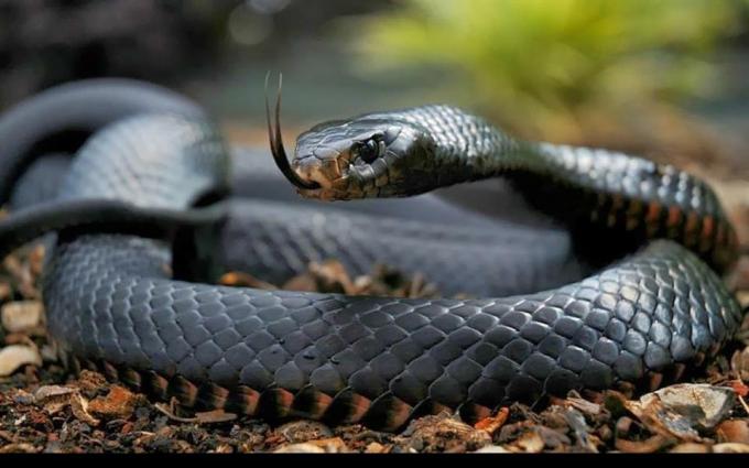 Deadly and harmful serpent: Black Mamba