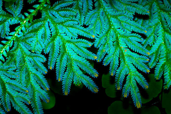 Selaginella is a genus of plants in the vascular seedless plant group.