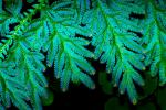 Pteridophytes: classification, reproduction and importance