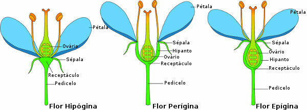 Das Einsetzen des Eierstocks ermöglicht es uns, Blumen in Hypogynie, Perigynie oder Epigynie zu klassifizieren.