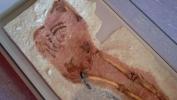 Esqueleto confirma teoría de relaciones sexuales entre humanos y neandertales