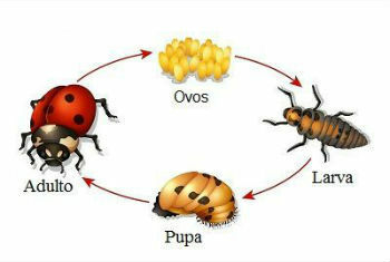 Representation of the ladybird's life cycle