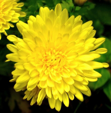 Meaning of Chrysanthemum (What It Is, Concept and Definition)