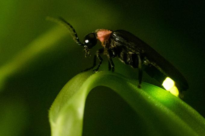 Fireflies un to bioluminiscence
