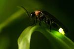 Что такое биолюминесценция?