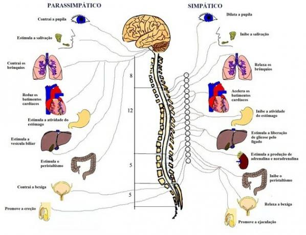 交感神経系と副交感神経系
