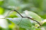 Stick bug: ominaisuudet, ruokinta, lisääntyminen