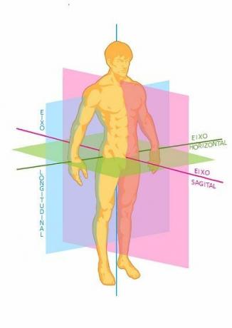 Какво представлява човешката анатомия?