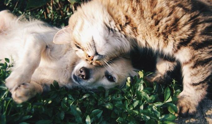 一緒に寝ている犬と猫