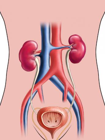 The urinary system is made up of the kidneys, ureters, bladder and urethra.