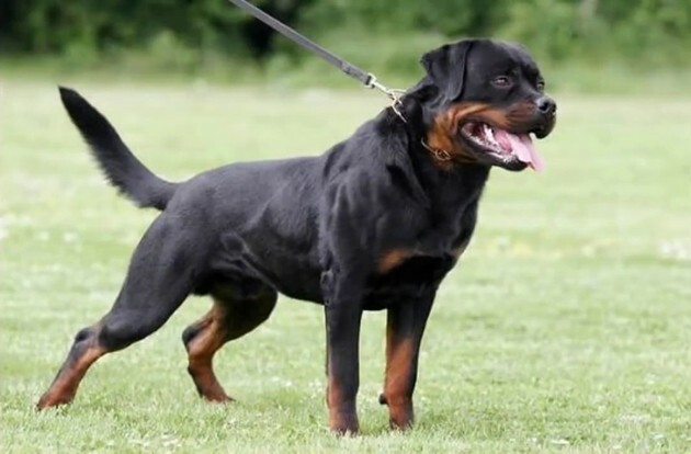 What is the difference between the German and American Rottweiler?