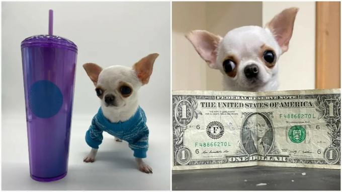 Chihuahua breekt record en is nu 's werelds kleinste hond