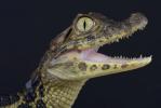 Forskelle mellem krokodiller og alligatorer