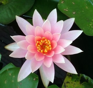 Lotus blomst