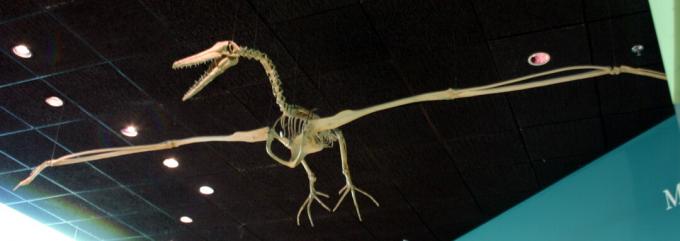 Los animales más grandes del mundo - Pelagornis sandersi