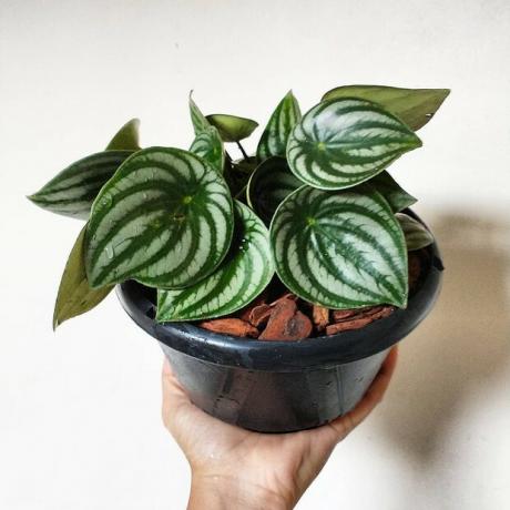 Peperomias: Plants for those who seek practicality and harmony