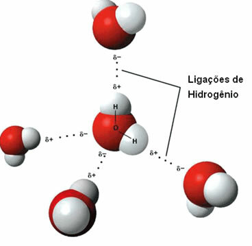 Schéma des liaisons hydrogène dans l'eau liquide