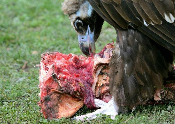 Vulture feeding on a dead animal.