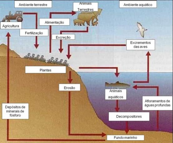 Phosphorus Cycle Overview