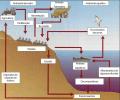 Phosphorus Cycle: summary, stages and importance