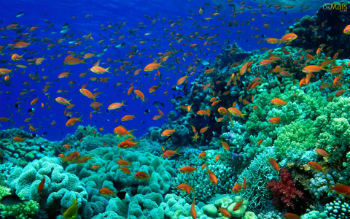 jūrų ekosistema