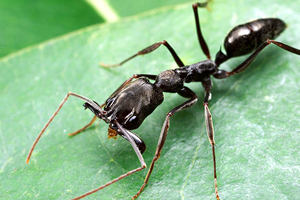 Methanolic acid comes from ants