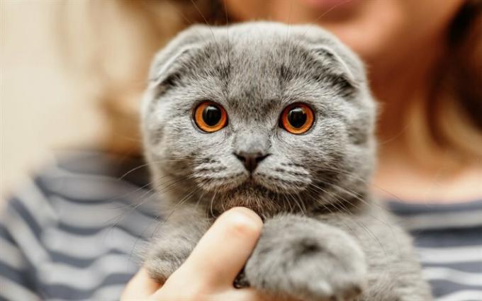 Познакомьтесь с 3 породами кошек, которые лучше всего адаптируются в квартирах