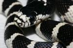 California kuninglik kobra: õppige kõike selle HÄMISTAVA roomaja kohta