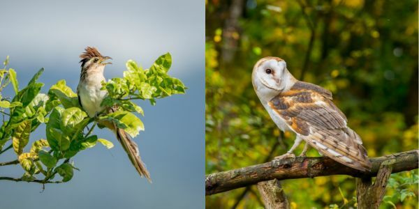 Pasăre cunoscută sub numele de martin-pererê și bufniță rupe-giulgiu, păsările în care Matinta Perera poate deveni în legendă.