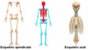 Људски скелет: Имена костију, функције и поделе