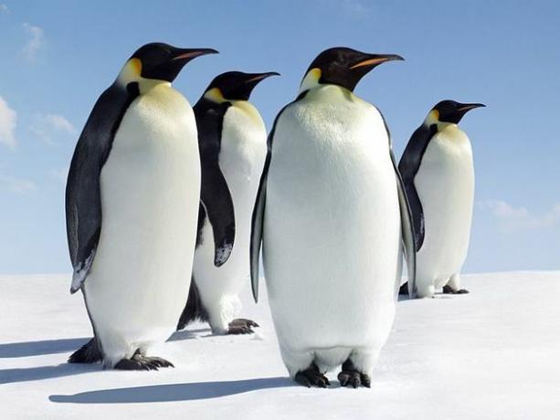 Pingwin: charakterystyka, reprodukcja i gatunek