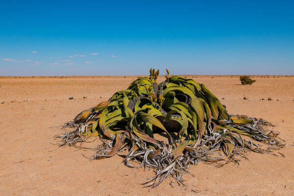 Welwitschia เป็นพืชที่พบในทะเลทรายของแอฟริกา